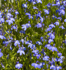 Background of many blue flowers