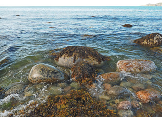 seaweed on the stones of the Barents Sea in northern Russia