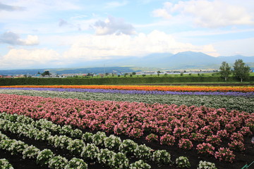 富良野の綺麗な花畑