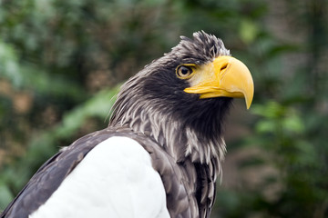 Steller's sea eagle