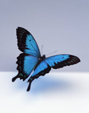 Fototapeta Blue butterfly