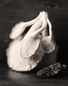Black and white close up image of mushroom