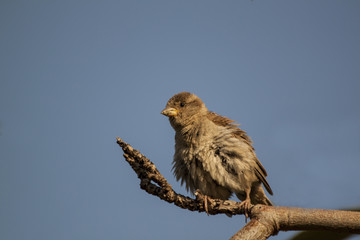 House sparrow (Passer domesticus) shaking its feathers on tree b