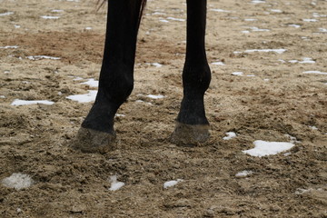 The horse walked around the stadium
