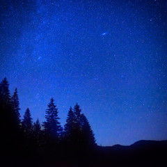 Dark blue night sky above the mystery forest