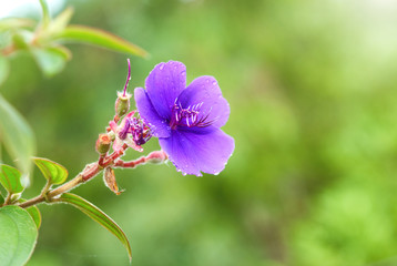 Blue flower with wet water drops