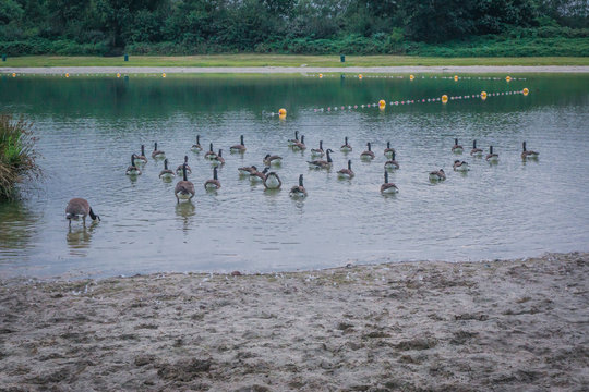 group of geese in the lake near the shore