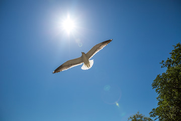 Seagulls flying in the sky. Stavanger, Norway in front of the Cathedral. 