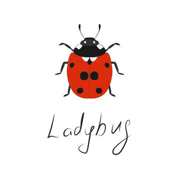 Ladybug icon. Lettering. Hand-drawn insect.