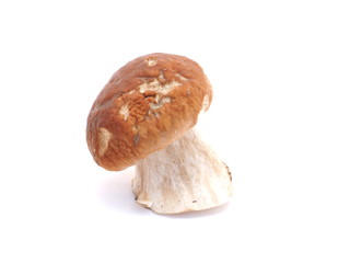boletus mushroom on white background