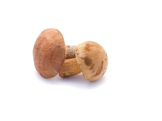 boletus mushroom on white background