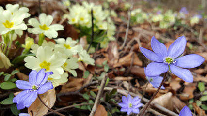 White and purple primroses