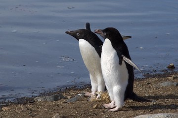 Adelie penguins walking on the beach of Devil's Island in Antarctica