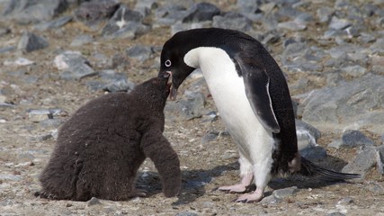 Mother Adelie Penguin feeding her baby on the beach of Devil`s Island in Antarctica