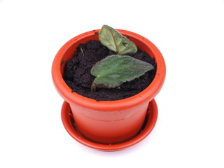 flower in a pot on a white background