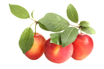  Red plums with leaves on white isolated background.