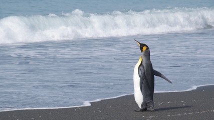 King penguin walking alone on the beach of Gold Harbor in South Georgia