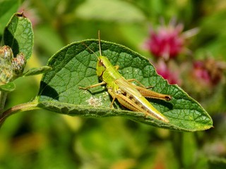 Grasshopper on leaf