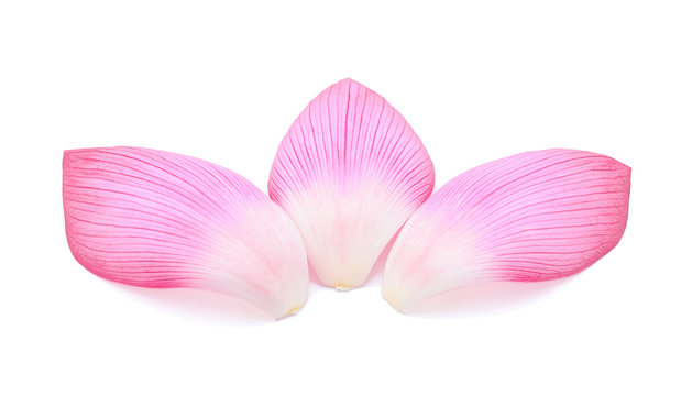 pink lotus petal isolate on white
