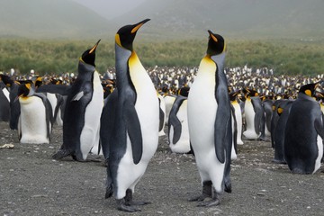 Fototapeta premium Many king penguins gathering on the beach of Gold Harbor in South Georgia