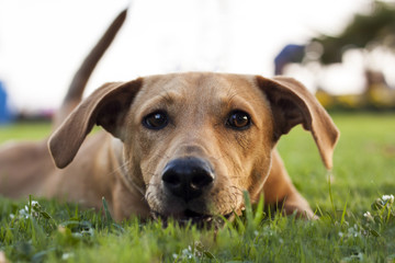 Obraz premium Front, low angle shot of brown dog on green grass with tail up