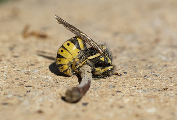 Dead wasp