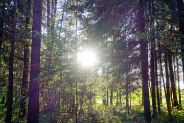 Sun streaming through forest