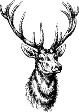 Vintage inage deer head