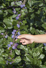 Male hands picking fresh plums from the tree