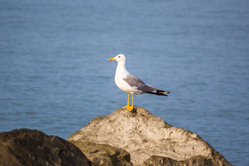 Seagull sit on the rock in the water. Sea background in the morn