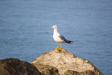 Seagull sit on the rock in the water. Sea background in the morn
