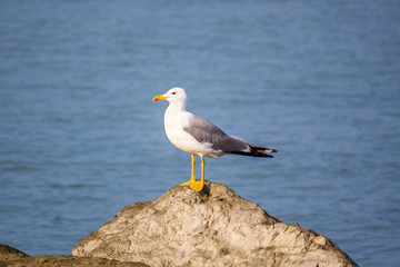 Seagull sit on the rock in the water. Sea background in the morn