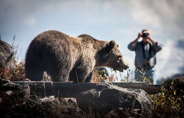 Bears in the Wild