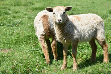 Two pretty lambs on pasture