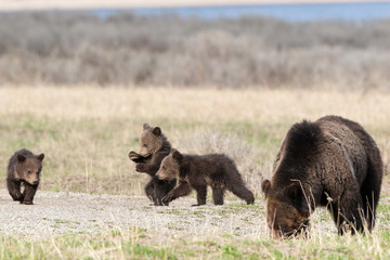 Fototapeta na wymiar Bears in the Wild