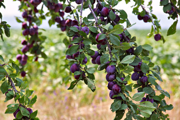 plum fruit garden in summer