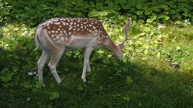 Male fallow deer feeding in the meadow on a sunny day