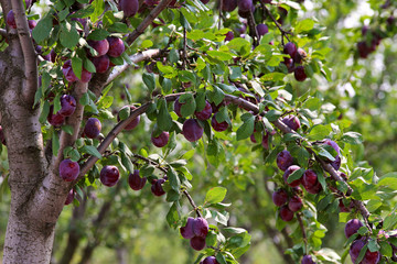 plum fruit garden in summer - 117291452