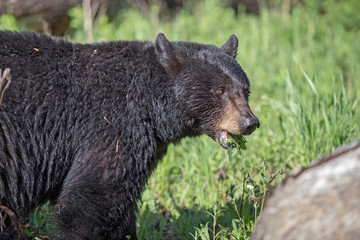 Fototapeta premium Bears in the Wild