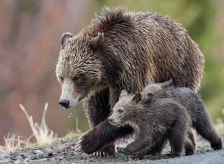 Bears in the Wild