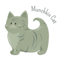 Munchkin cat isolated. Very short legs type