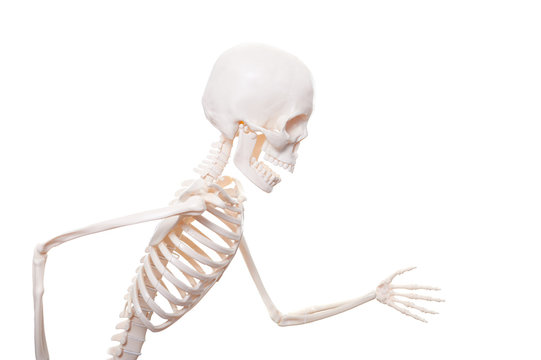 Skeleton running isolated on the white