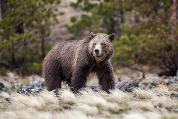 Bears in the Wild