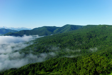 Mountain landscape forest sky summer fog