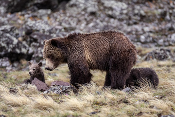 Obraz premium Bears in the Wild