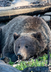 Obraz premium Bears in the Wild