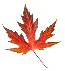 Obraz premium Autumn maple leaf