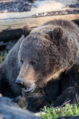 Fototapeta premium Bears in the Wild