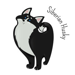 Siberian Husky isolated. Medium size working dog.