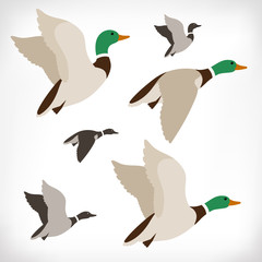 Set of flying wild ducks. Duck hunting. Mallard duck flying. Flock flying to the South. Vector illustration. - 117292490